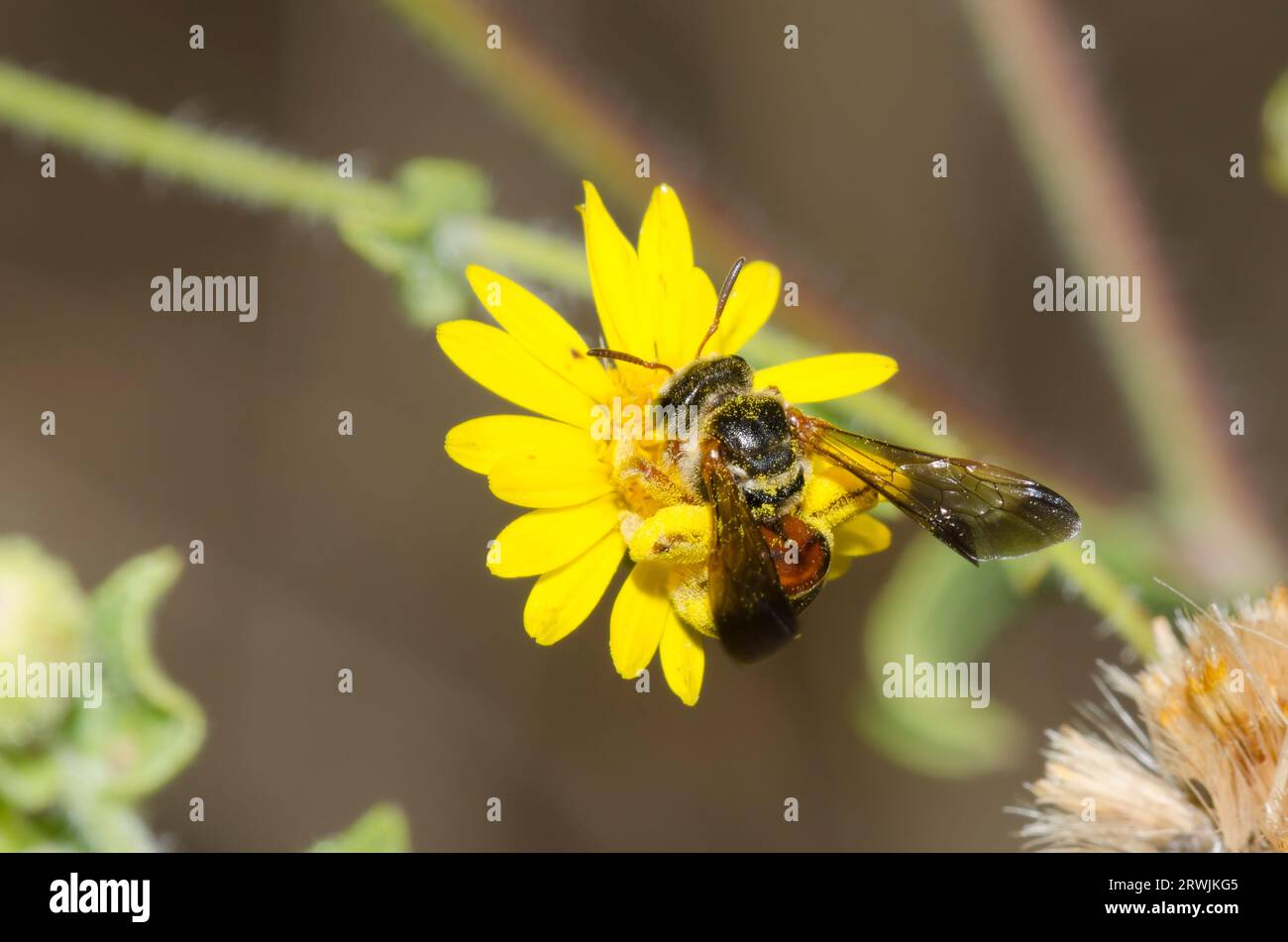 Nomiine Bee, Dieunomia nevadensis, foraggiamento di Camphorweed, Heterotheca subaxillaris Foto Stock