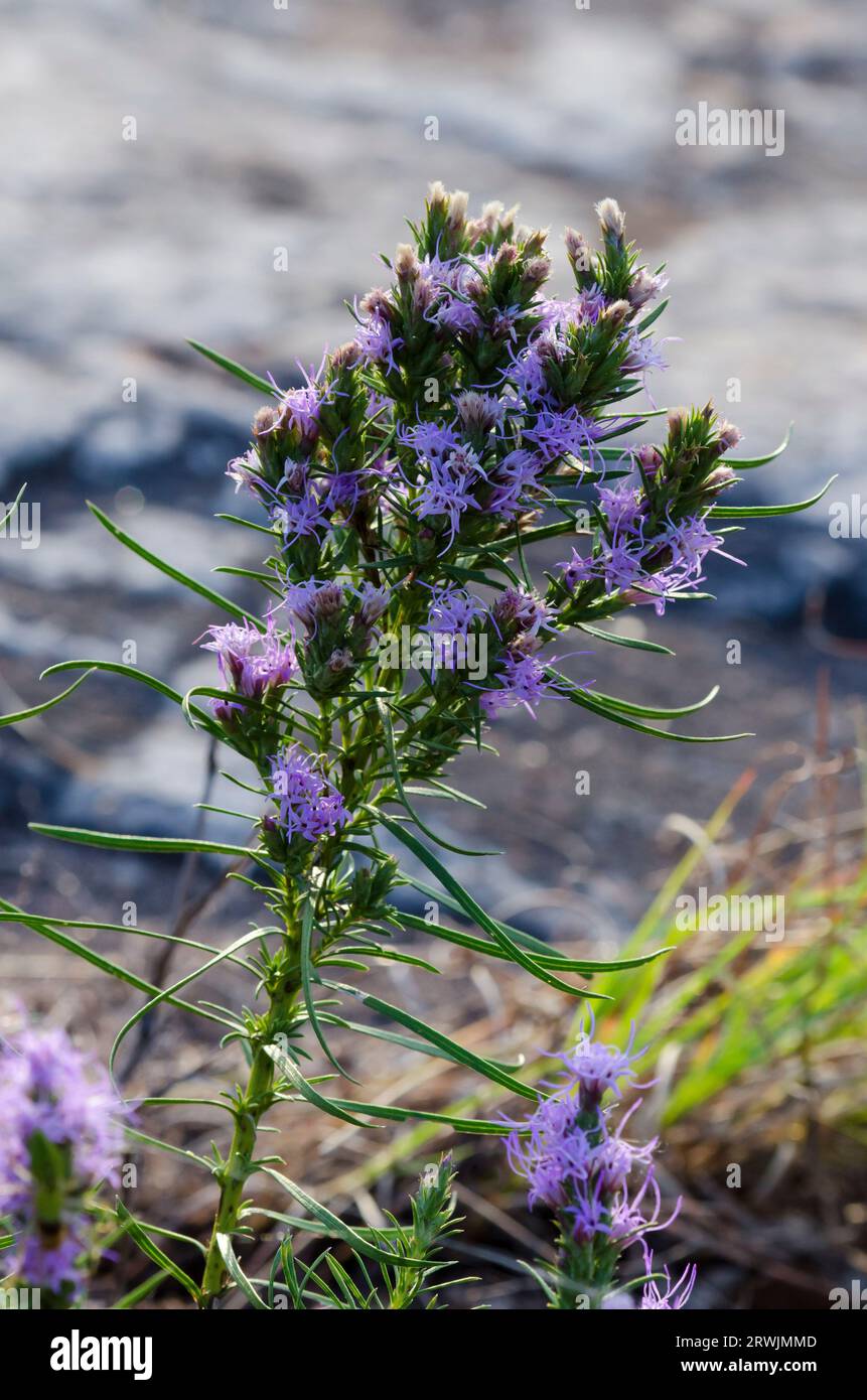 Blazing Star a puntini, Liatris punctata, retroilluminata Foto Stock