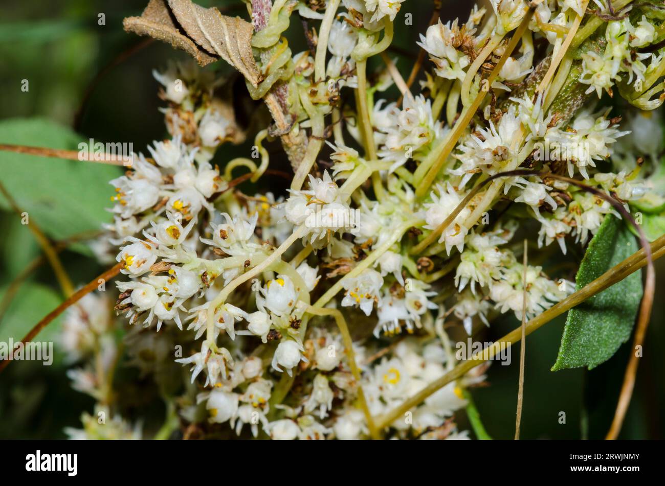 Punta conica Dodder, Cuscuta attenuata, infesting Sumpweed, IVA annua Foto Stock