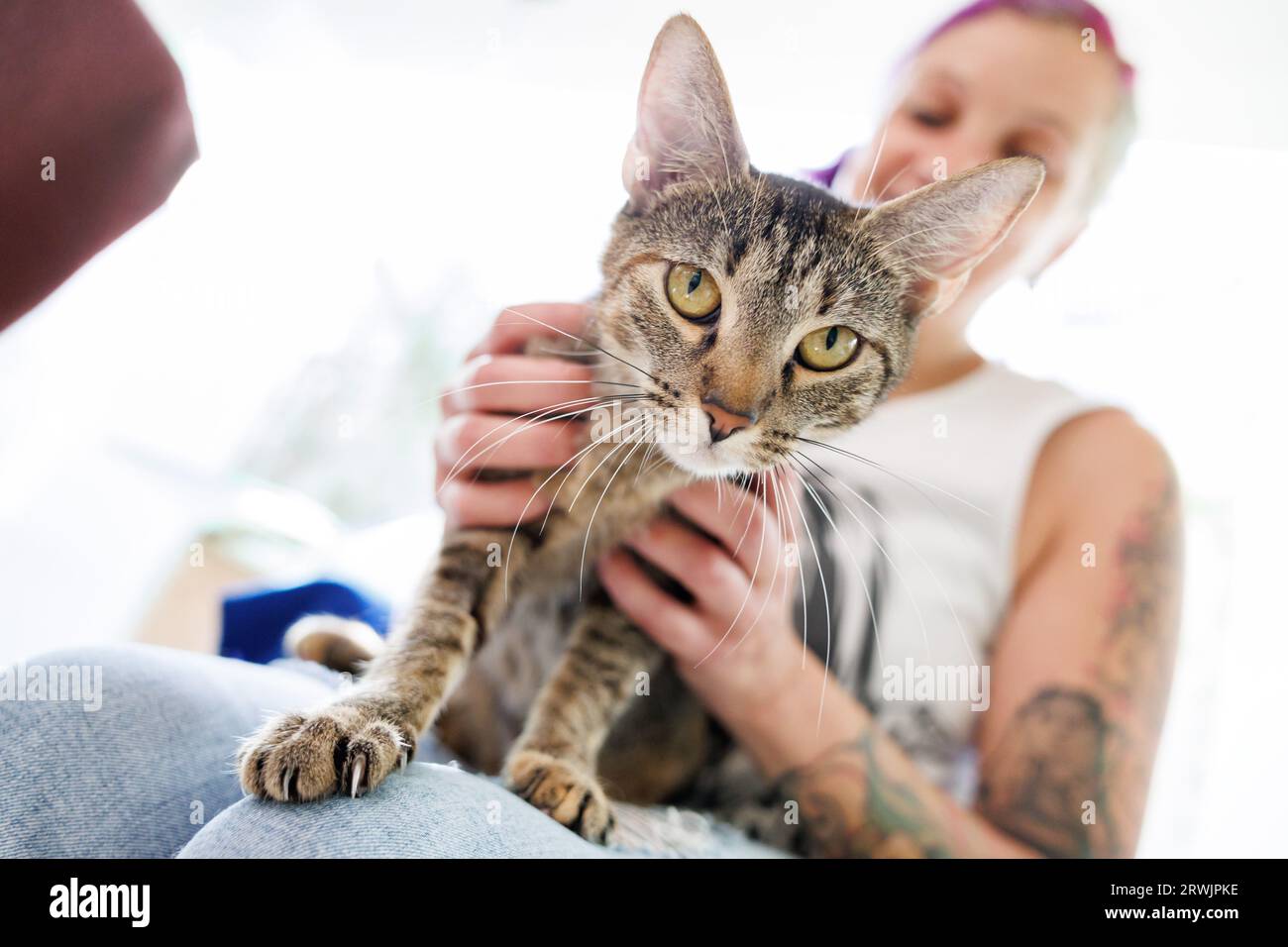 Norimberga, Germania. 11 settembre 2023. Un gatto all'aperto non curato viene accarezzato nella sua scatola da un dipendente del rifugio per animali di Norimberga. L'Associazione Bavarese per il benessere degli animali chiede un'ordinanza statale sulla protezione dei gatti per frenare la miseria dei gatti di strada in Baviera. (A dpa Animal Protectors for State-wide castration obligation for Cats) credito: Daniel Karmann/dpa/Alamy Live News Foto Stock