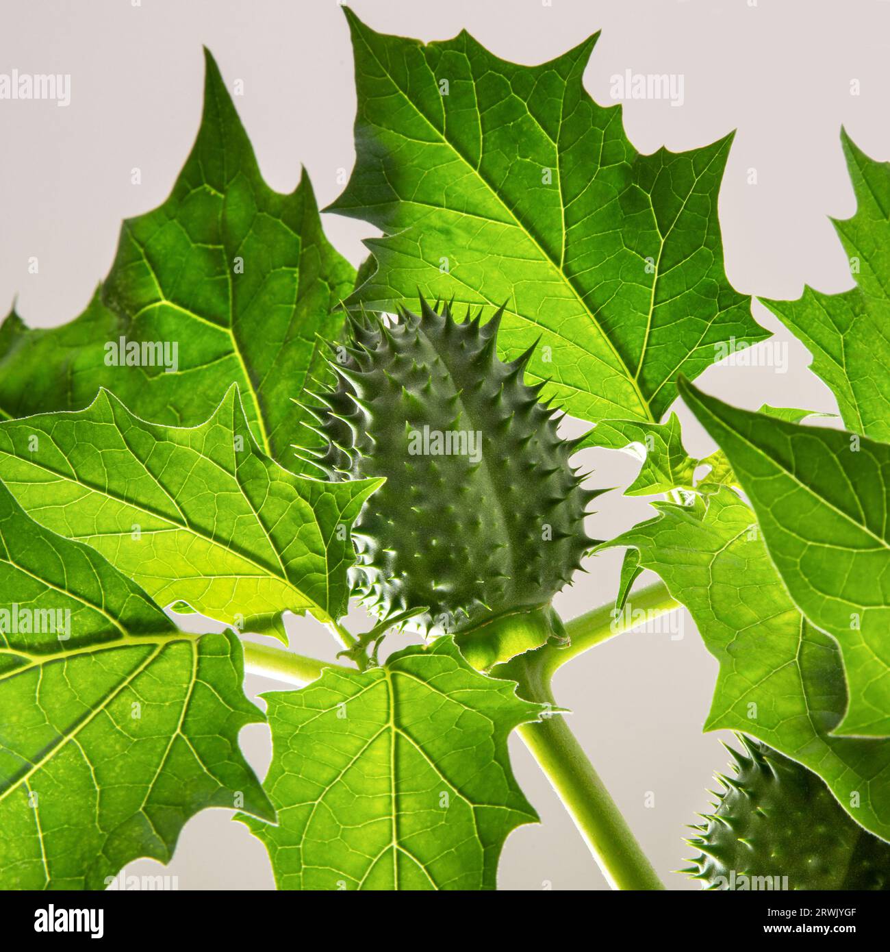Semi e foglie della pianta datura verde su sfondo bianco Foto Stock