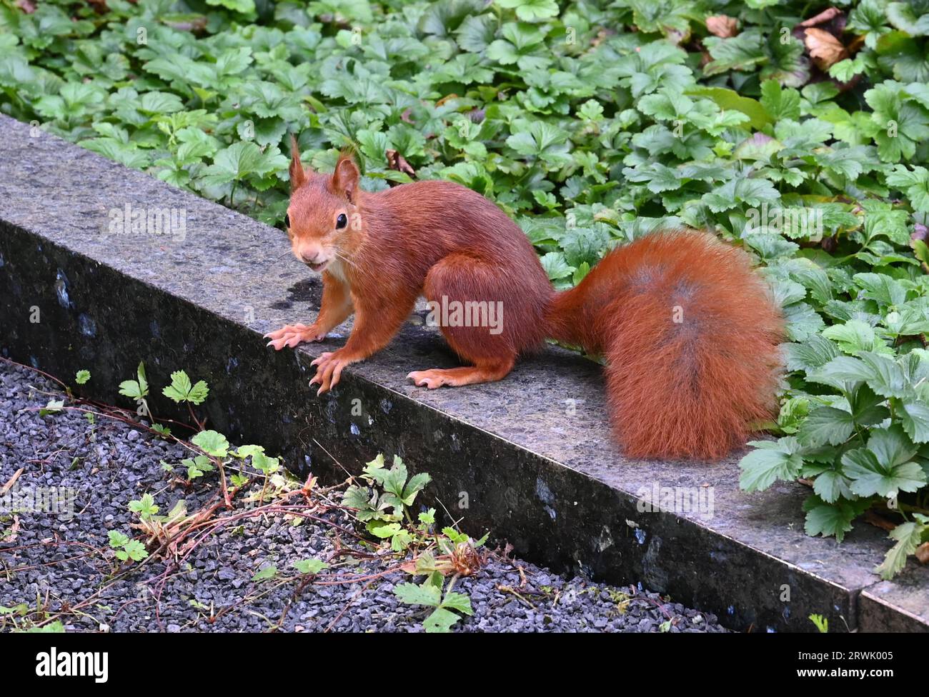 Colonia, Germania. 10 settembre 2023. Uno scoiattolo (Sciurus) si trova su un muro credito: Horst Galuschka/dpa/Horst Galuschka dpa/Alamy Live News Foto Stock