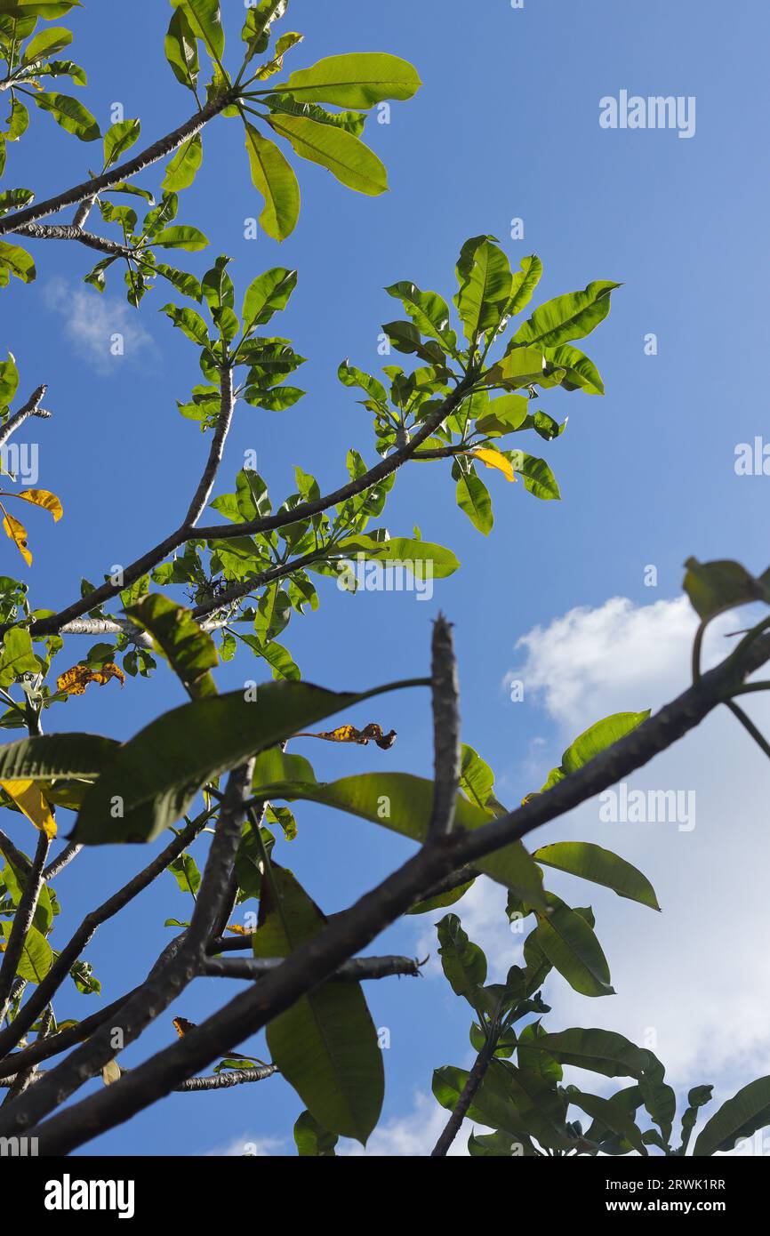 Bunga kemboja o fiore Plumeria acuminata su sfondo blu del cielo. Rilassante giornata di sole Foto Stock