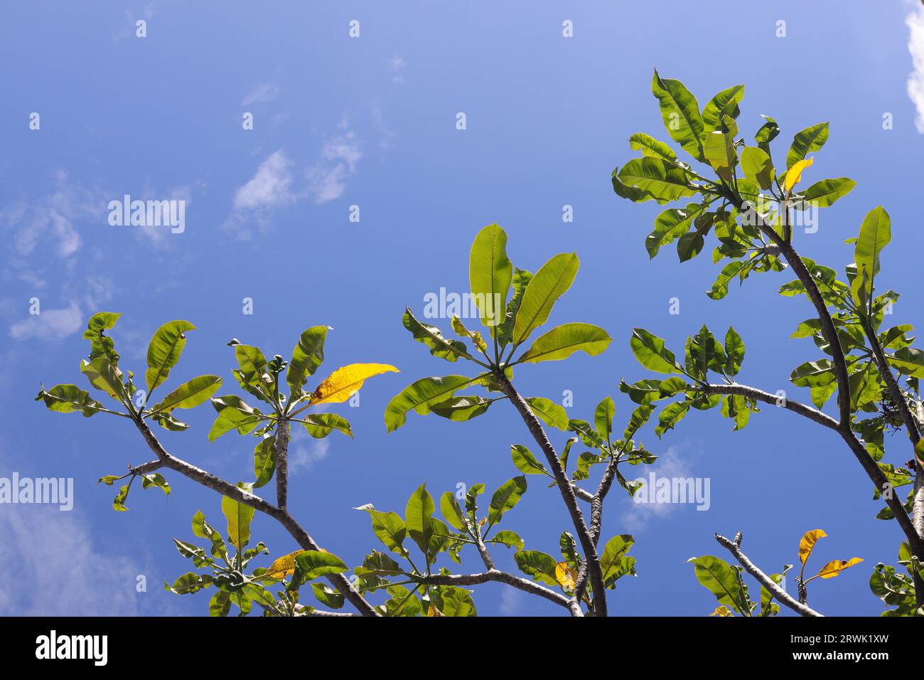 Bunga kemboja o fiore Plumeria acuminata su sfondo blu del cielo. Rilassante giornata di sole Foto Stock