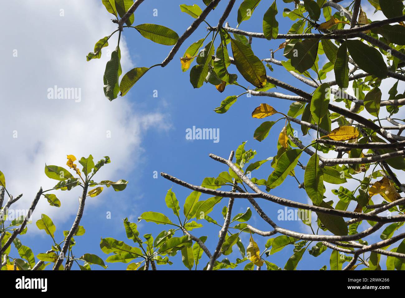 Bunga kemboja o fiore Plumeria acuminata su sfondo blu del cielo. Rilassante giornata di sole Foto Stock