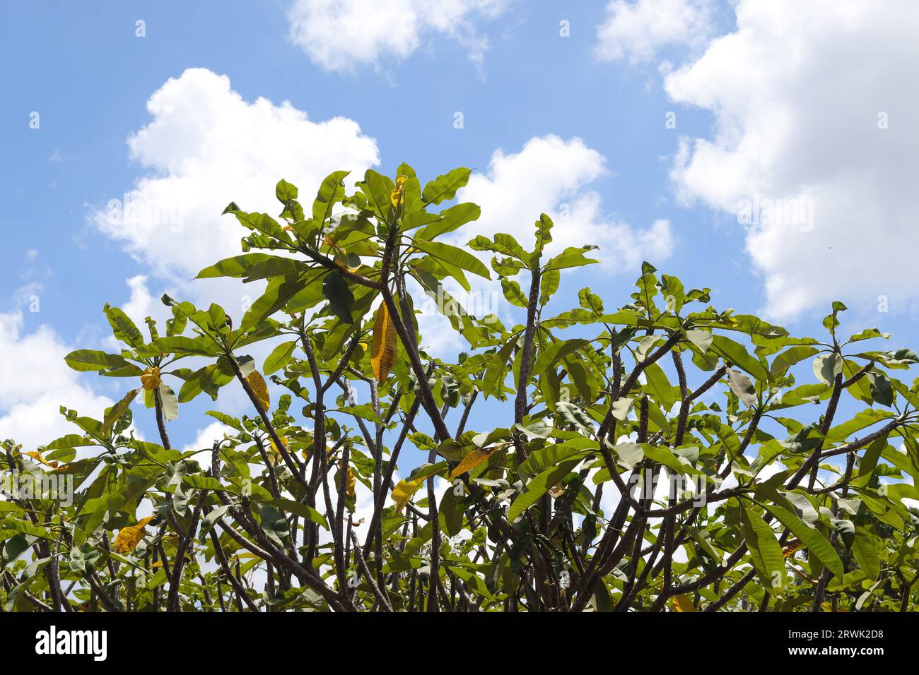 Bunga kemboja o fiore Plumeria acuminata su sfondo blu del cielo. Rilassante giornata di sole Foto Stock
