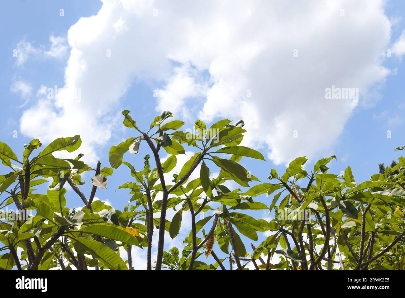 Bunga kemboja o fiore Plumeria acuminata su sfondo blu del cielo. Rilassante giornata di sole Foto Stock