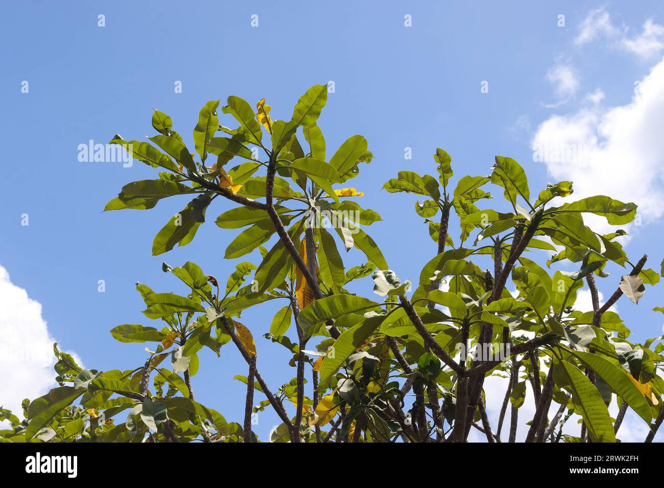 Bunga kemboja o fiore Plumeria acuminata su sfondo blu del cielo. Rilassante giornata di sole Foto Stock