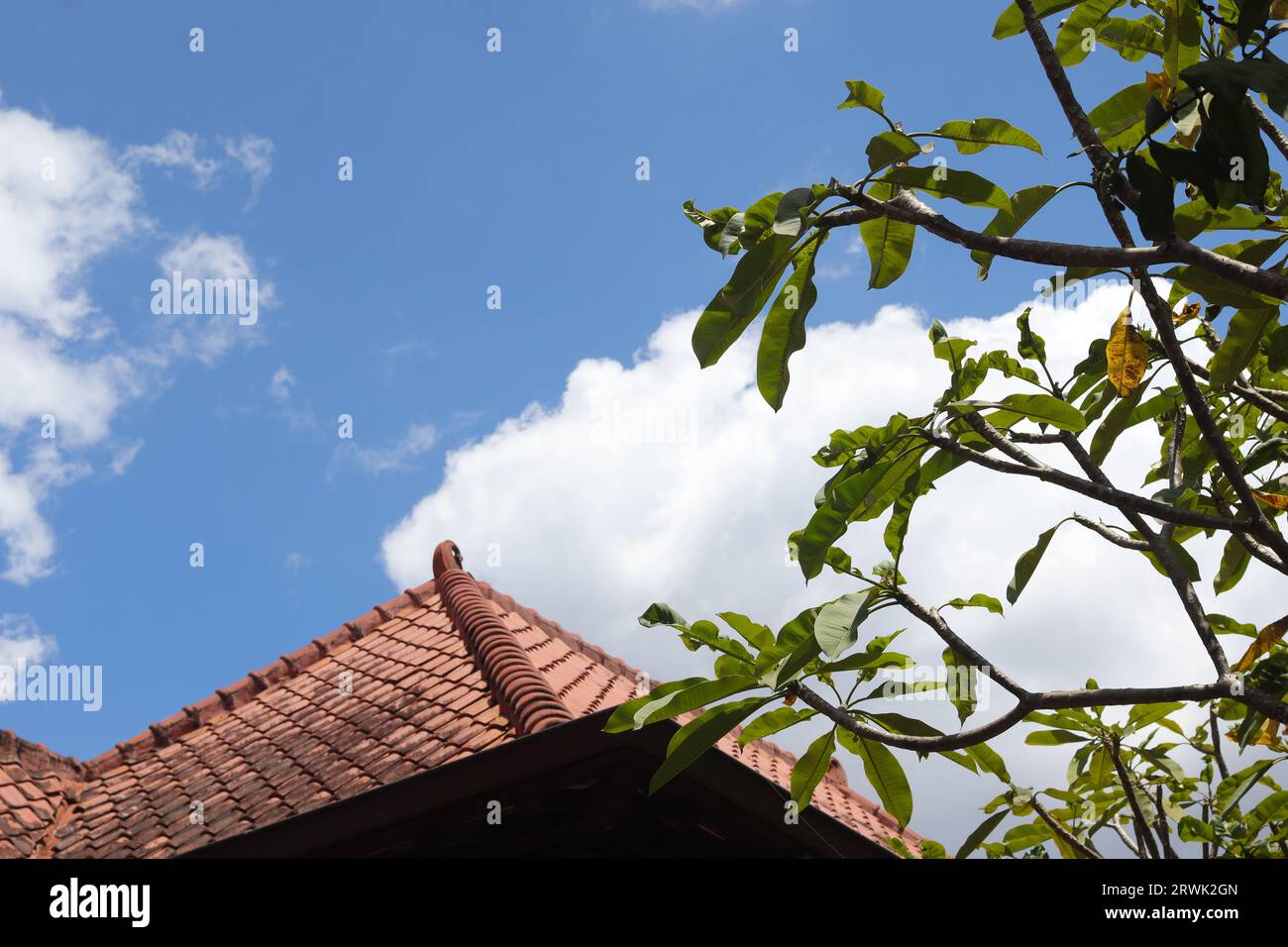 Bunga kemboja o fiore Plumeria acuminata su sfondo blu del cielo. Rilassante giornata di sole Foto Stock