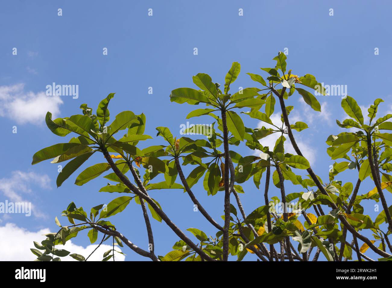 Bunga kemboja o fiore Plumeria acuminata su sfondo blu del cielo. Rilassante giornata di sole Foto Stock