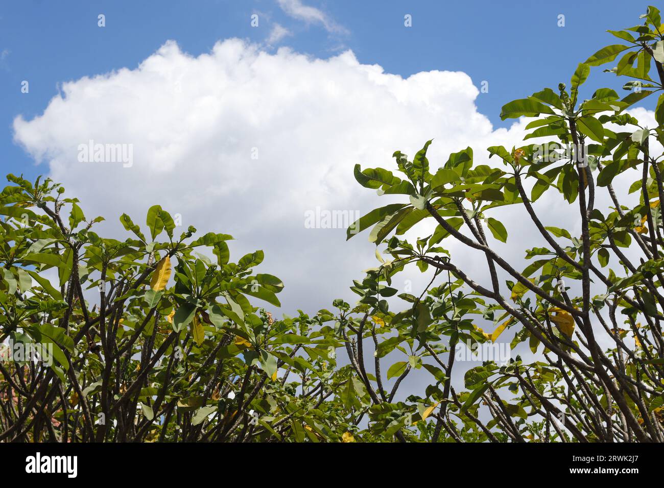 Bunga kemboja o fiore Plumeria acuminata su sfondo blu del cielo. Rilassante giornata di sole Foto Stock