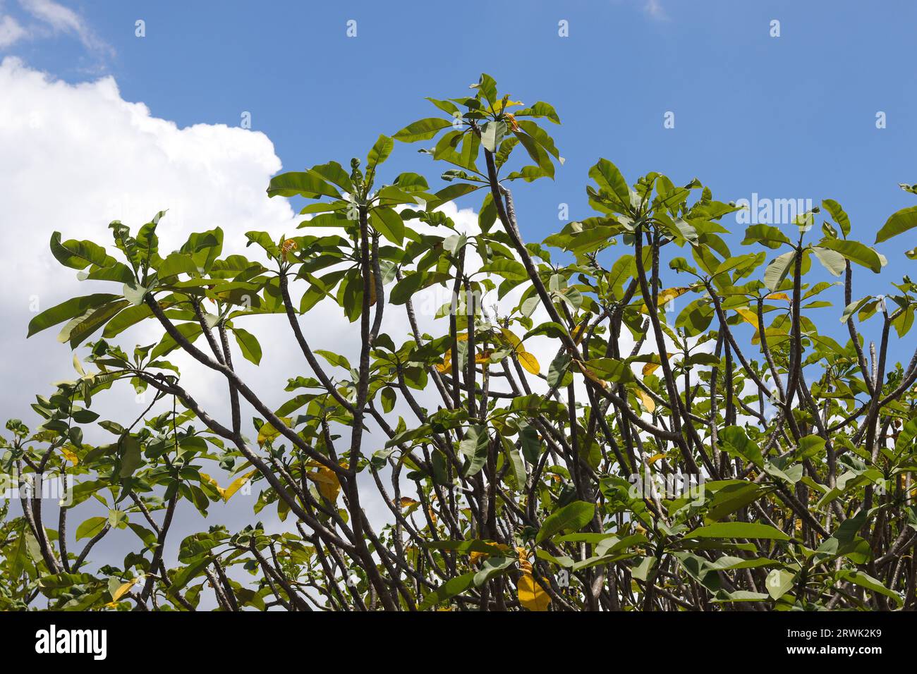 Bunga kemboja o fiore Plumeria acuminata su sfondo blu del cielo. Rilassante giornata di sole Foto Stock
