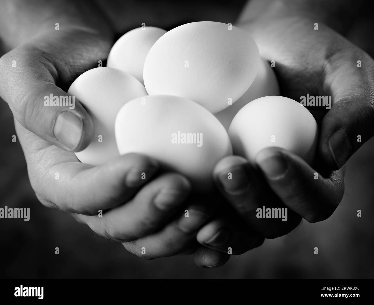 Immagine in bianco e nero di mani fresche le uova bianche Foto Stock