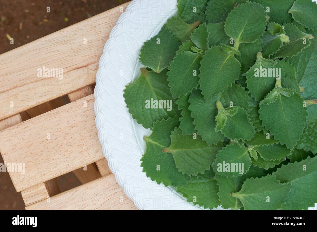 foglie di origano appena raccolte su un vassoio bianco, detto origanum o marjoram selvatico, pianta della famiglia di menta aromatica ampiamente utilizzata con foglie Foto Stock