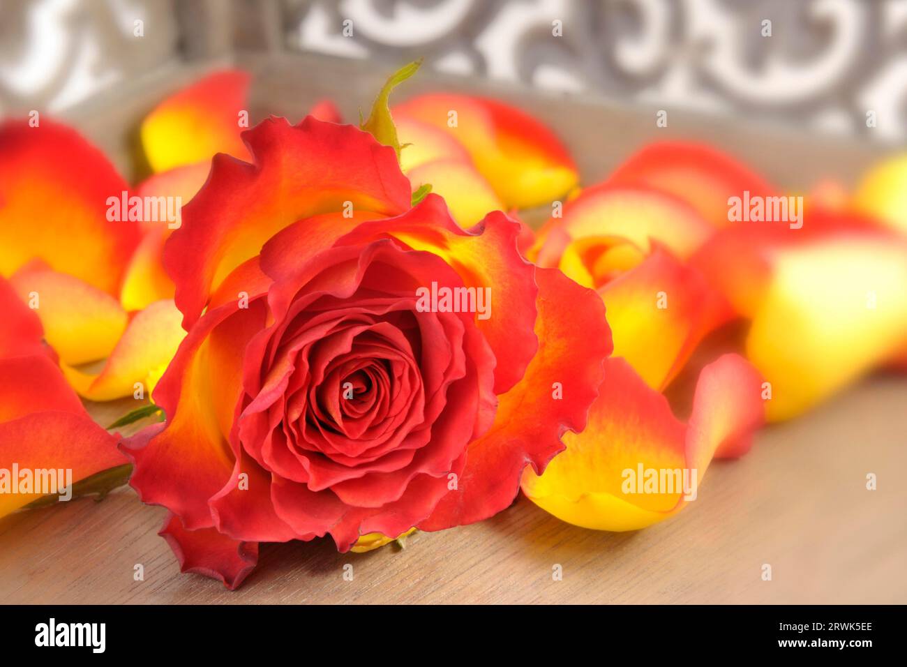 Rosa fiammata gialla-rossa con petali di rosa sullo sfondo su un vassoio Foto Stock