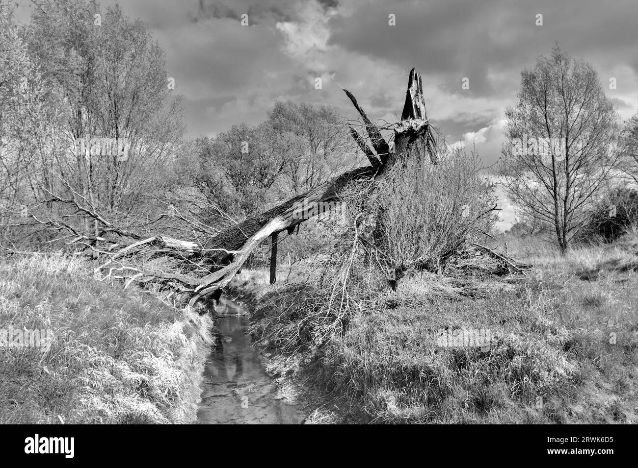 L'albero si è staccato dalla tempesta Foto Stock