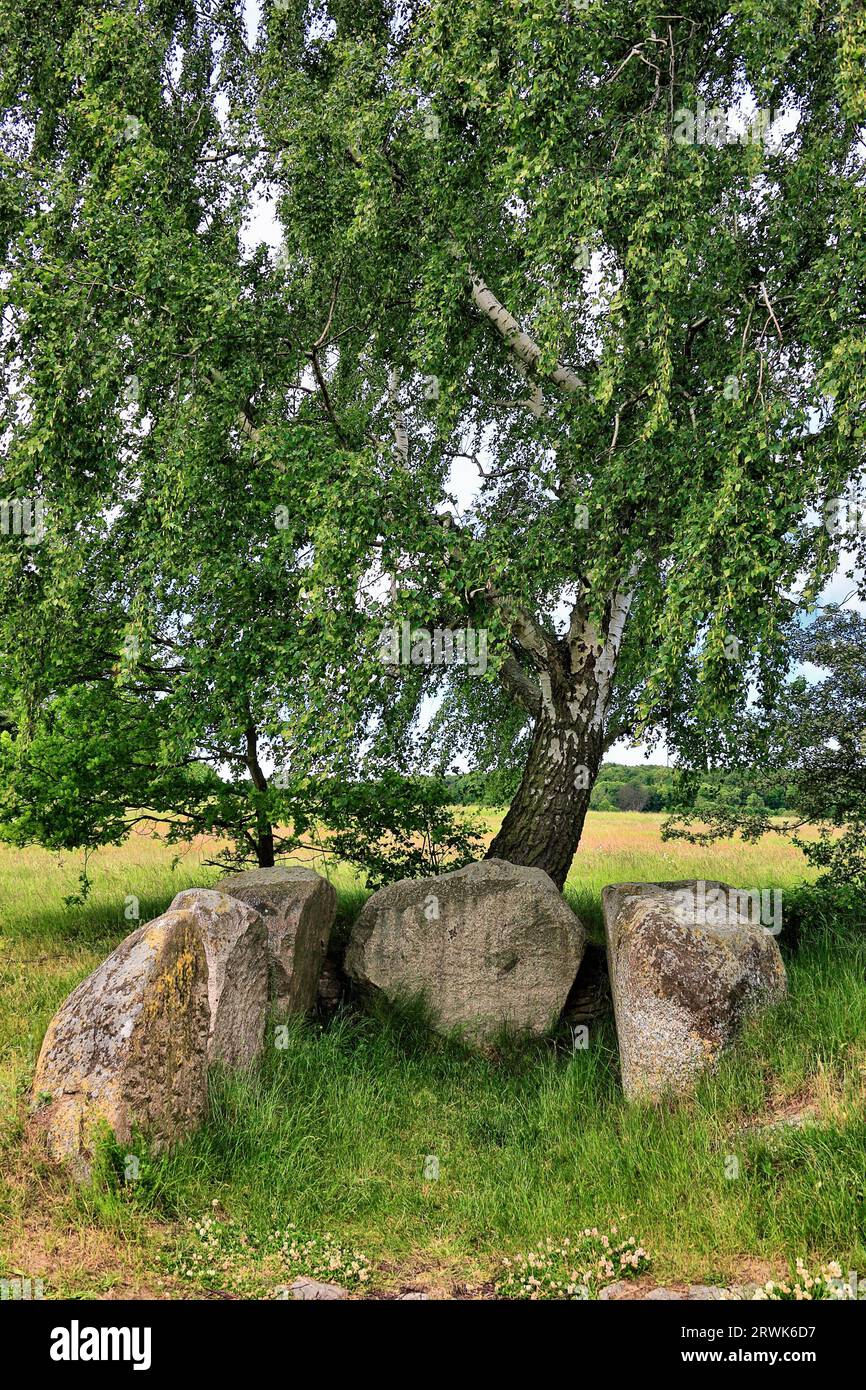 Grande tomba in pietra sotto betulla, Lancken-Granitz, Isola di Ruegen, Meclemburgo-Pomerania occidentale Foto Stock