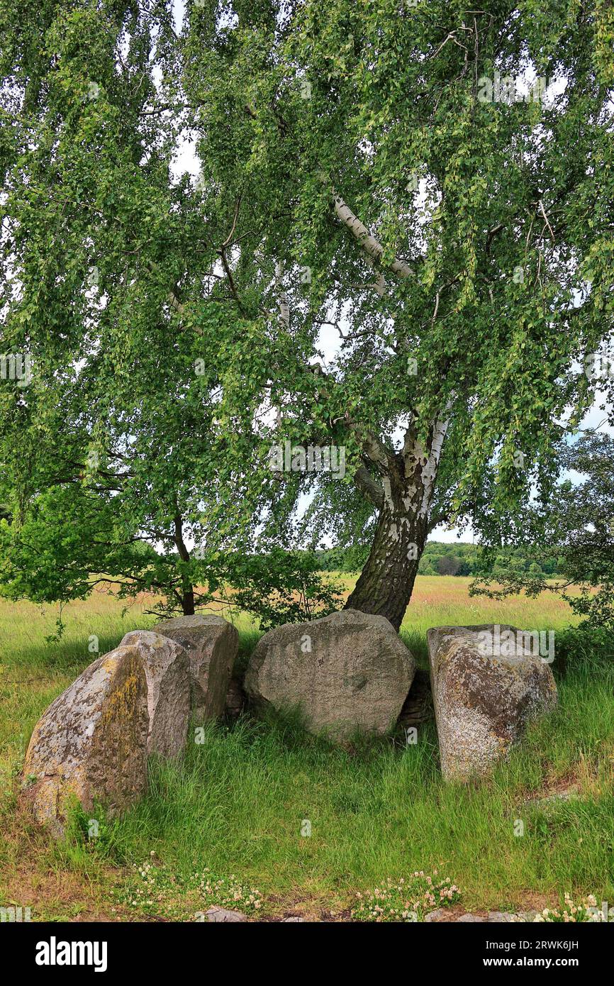 Grande tomba in pietra sotto betulla, Lancken-Granitz, Isola di Ruegen, Meclemburgo-Pomerania occidentale Foto Stock