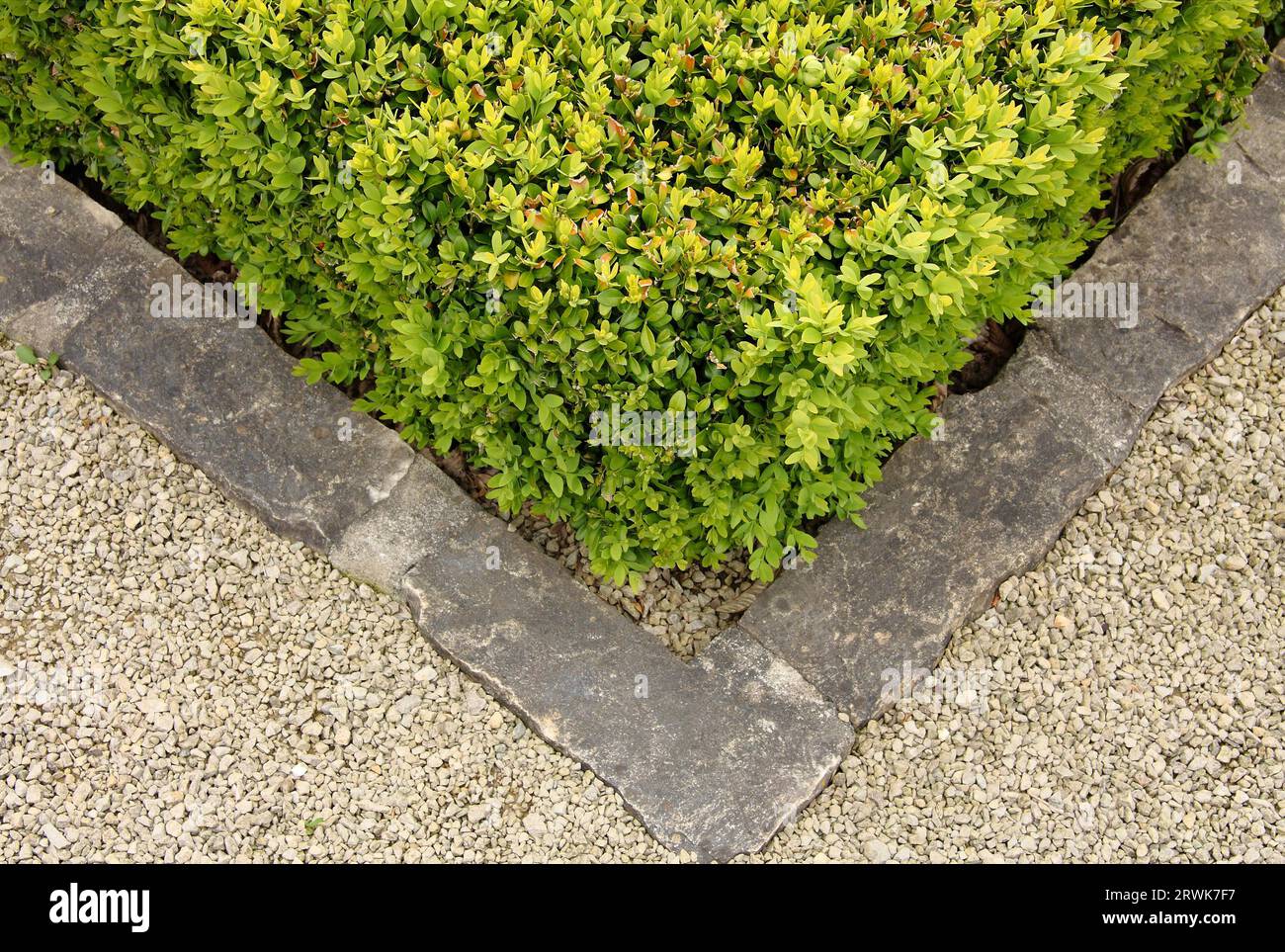 Angolo in bosso, bordo in pietra di sfondo Foto Stock