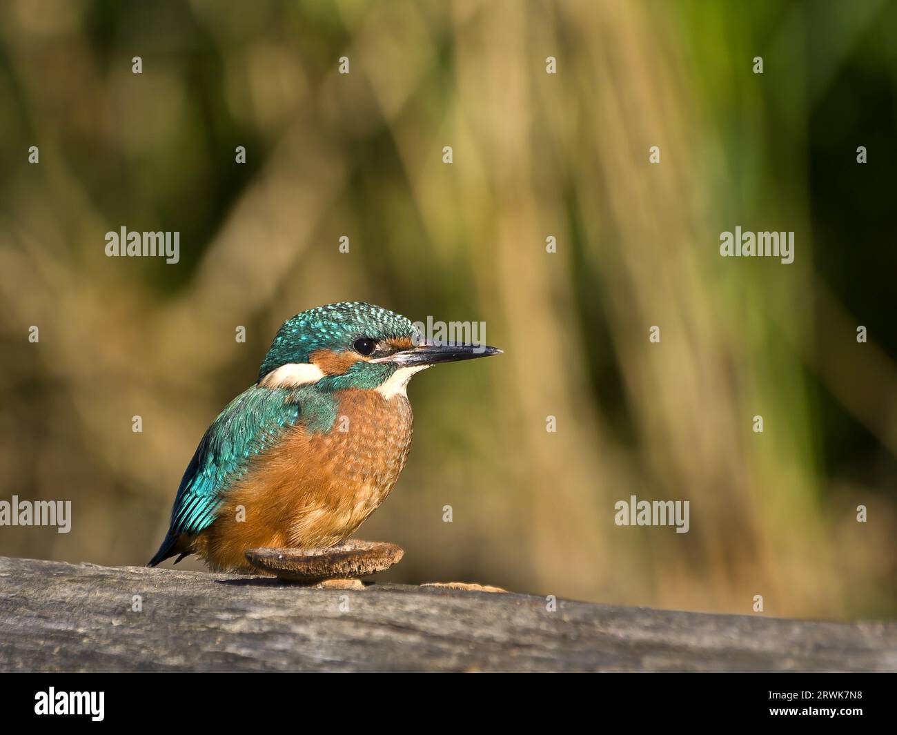 Martin pescatore Foto Stock