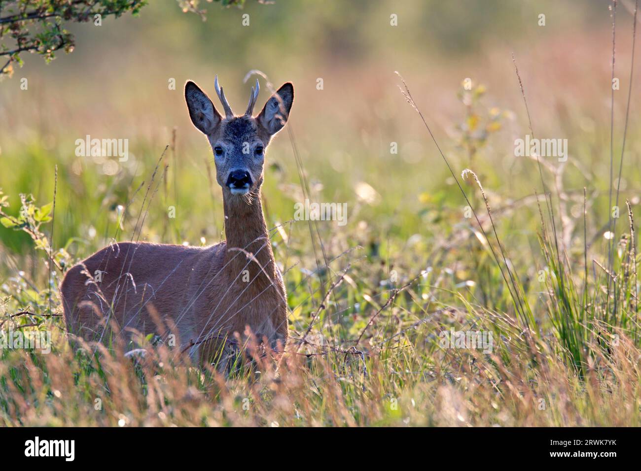 I caprioli europei (Capreolus capreolus) hanno bisogno di 1, 3 litri d'acqua per 10 kg di peso corporeo al giorno, per lo più il liquido viene assorbito attraverso il cibo Foto Stock