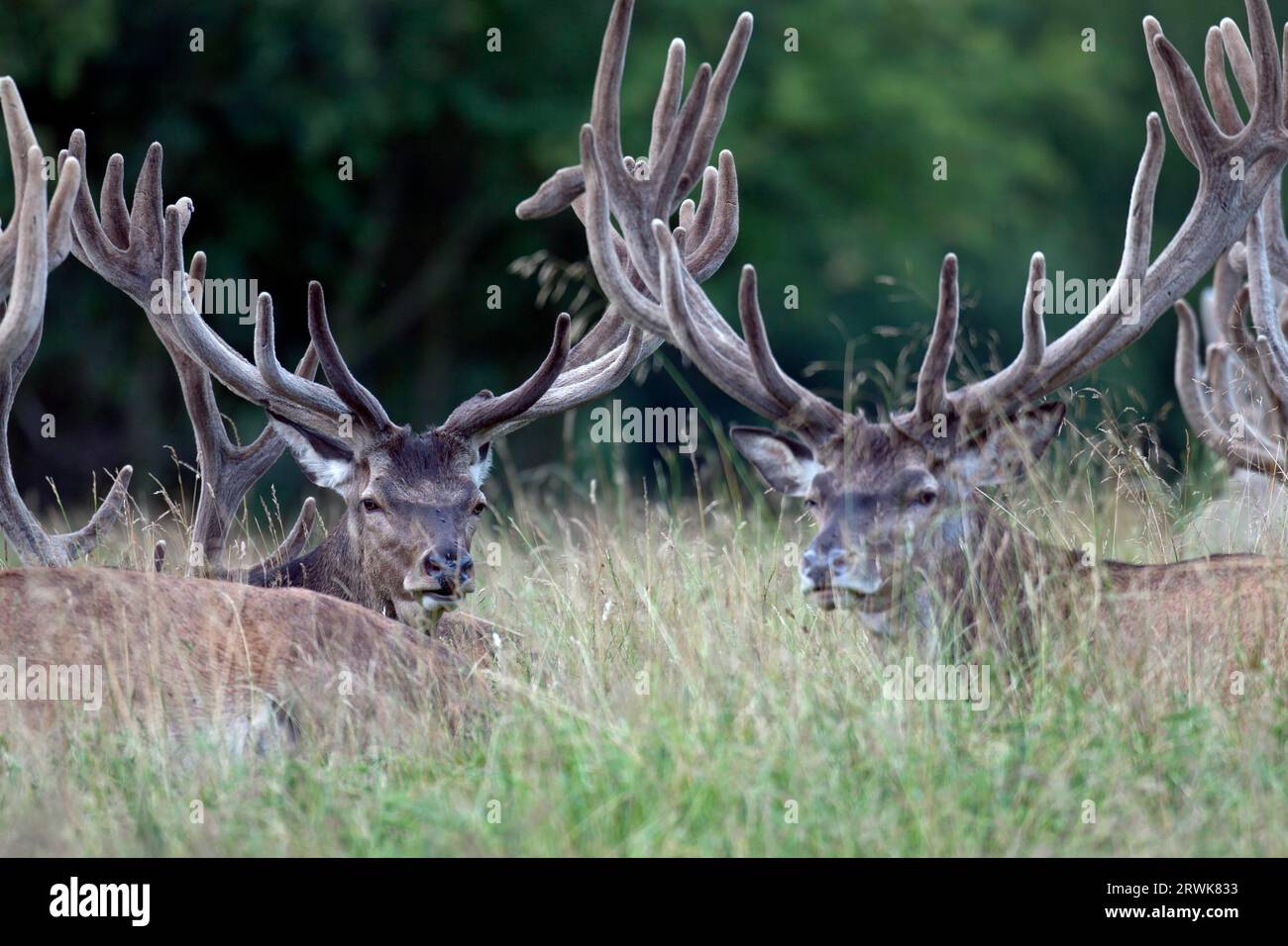 Cervo rosso nella fase di crescita il velluto aiuta a proteggere le corna appena formate (foto cervo rosso (Cervus elaphus) con le corna di velluto), cervo rosso Foto Stock