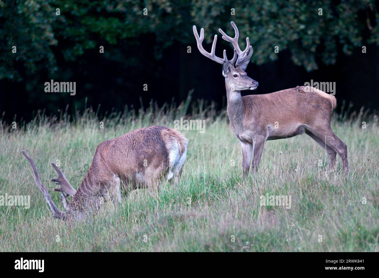 Cervo rosso nella fase di crescita il velluto aiuta a proteggere le corna appena formate (foto cervo rosso (Cervus elaphus) con le corna di velluto), cervo rosso Foto Stock
