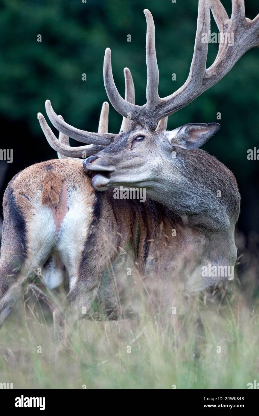 Cervo rosso (Cervus elaphus) nella fase di crescita il velluto aiuta a proteggere le nuove corna formate (foto cervo rosso con palchi di velluto), cervo rosso Foto Stock