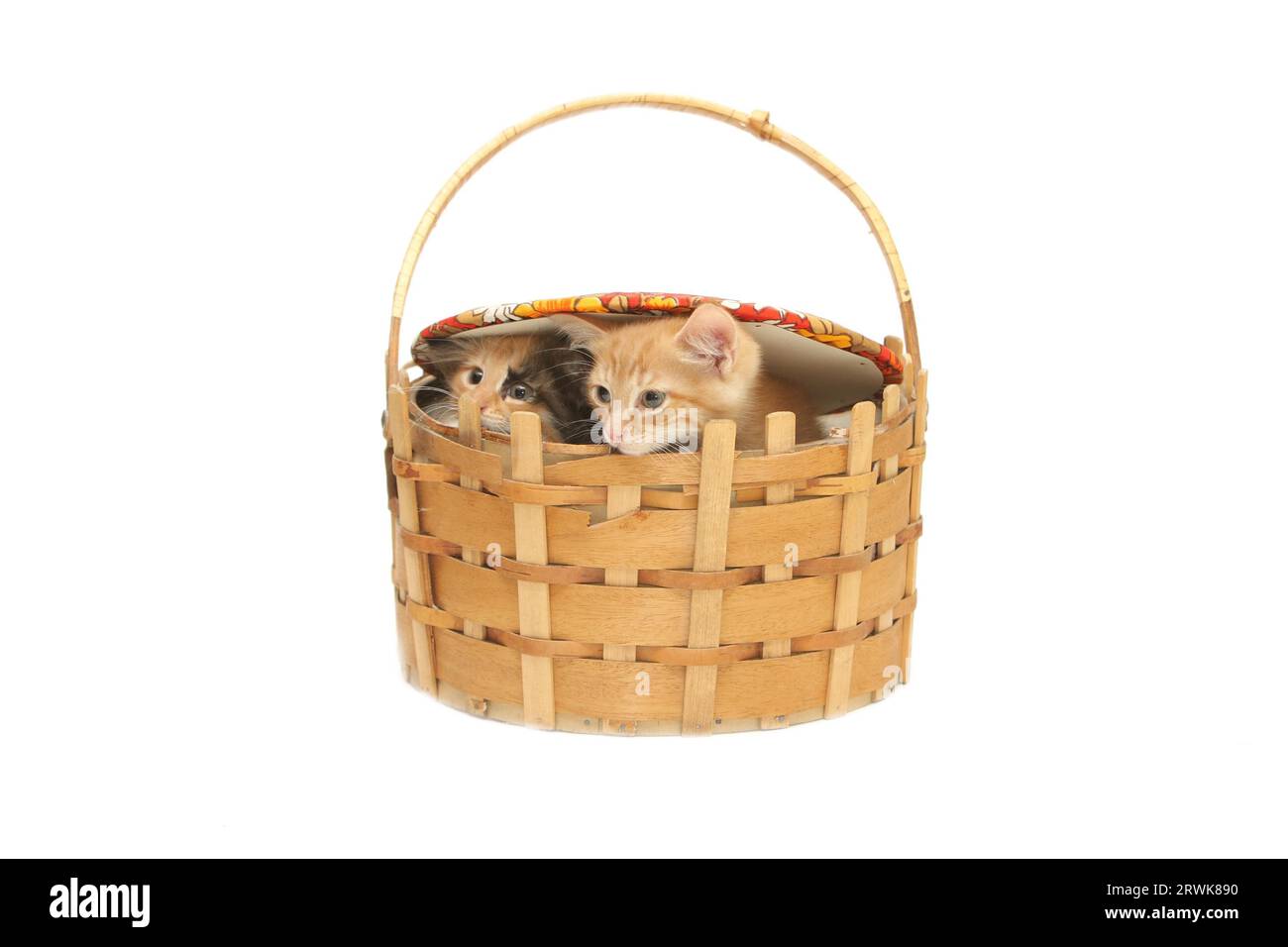 Due piccoli gattini che guardano da un grande cesto isolato su sfondo bianco Foto Stock