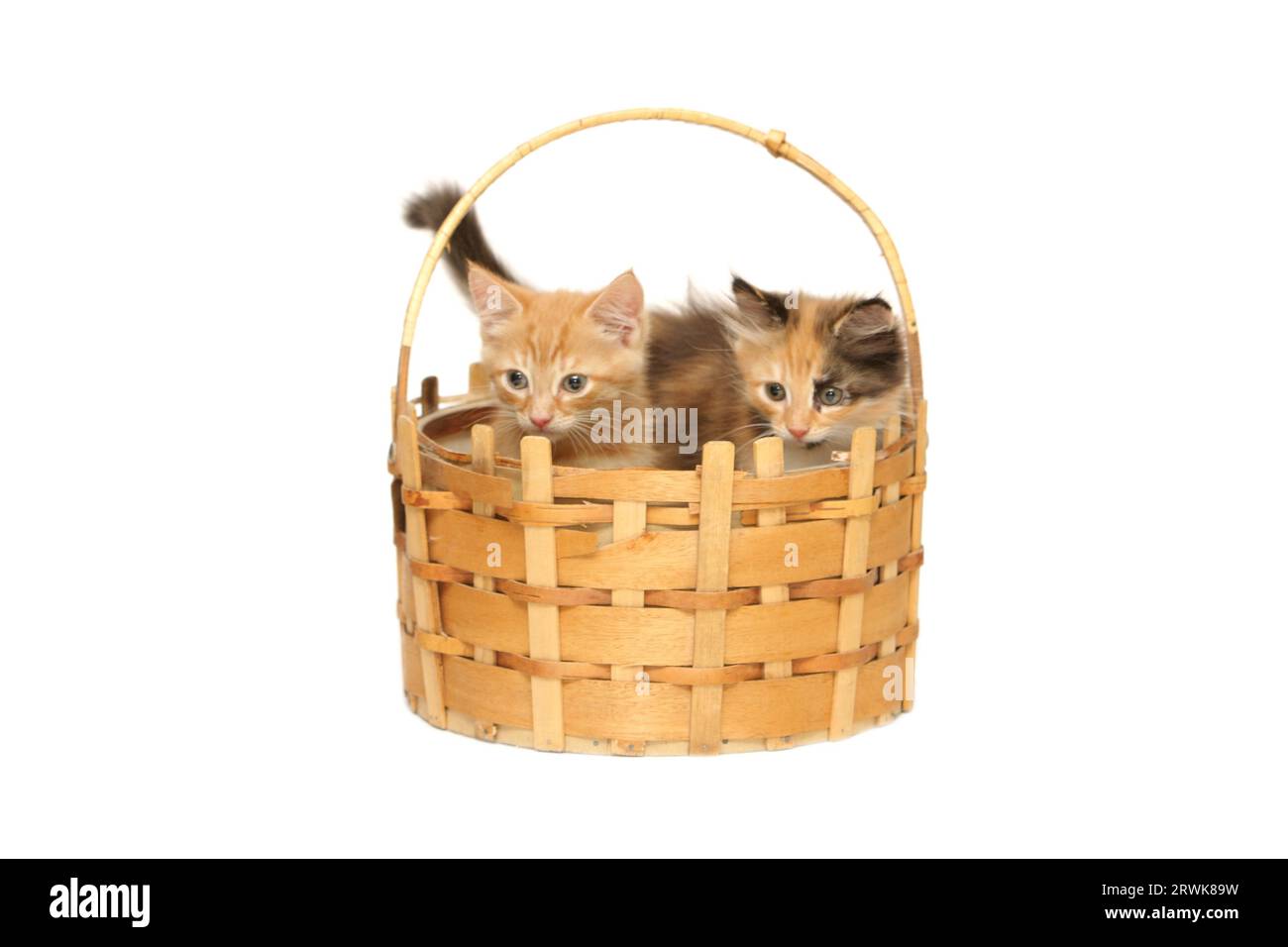 Due gattini nel cestello isolati su sfondo bianco Foto Stock