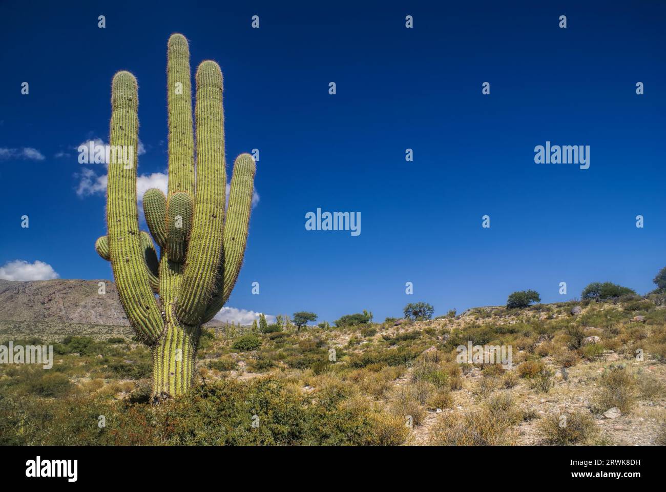 Grandi cactus che domina il paesaggio in Argentina, Sud America Foto Stock