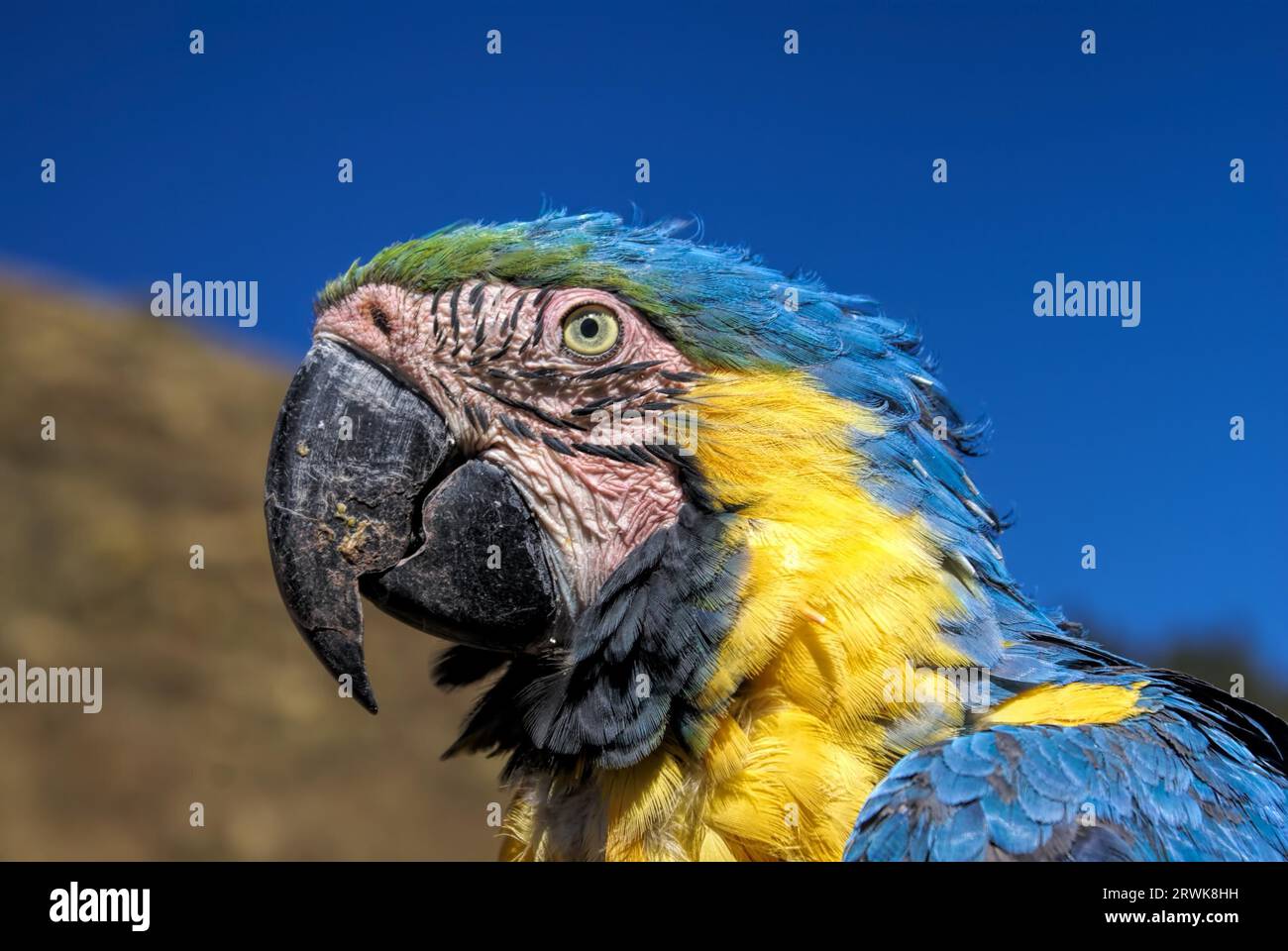 Testa di splendidi pappagalli ara con colorati di blu e giallo piume Foto Stock