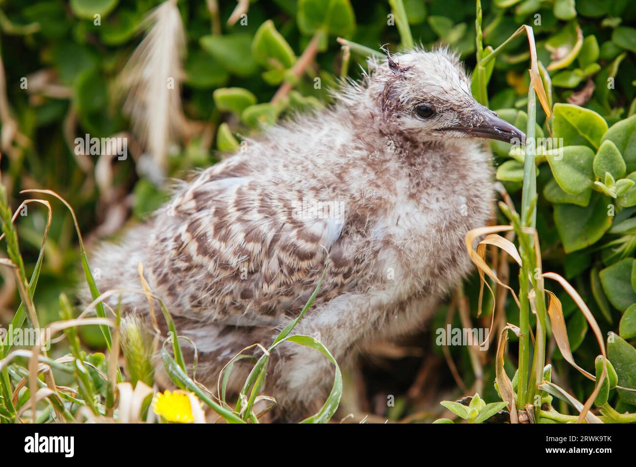 Un gabbiano neonato in natura a Phillip Island, Victoria, Australia Foto Stock