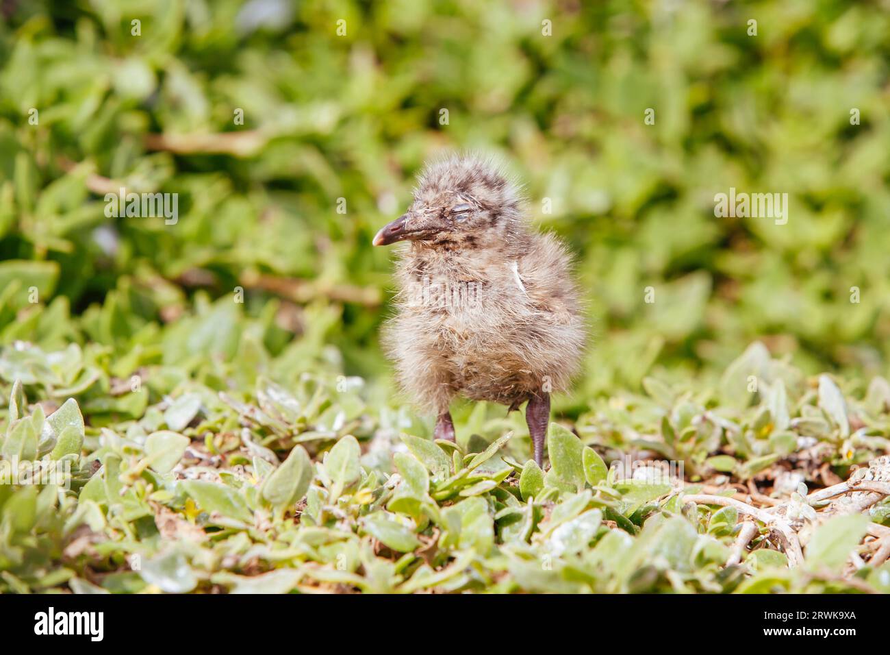 Un gabbiano neonato in natura a Phillip Island, Victoria, Australia Foto Stock