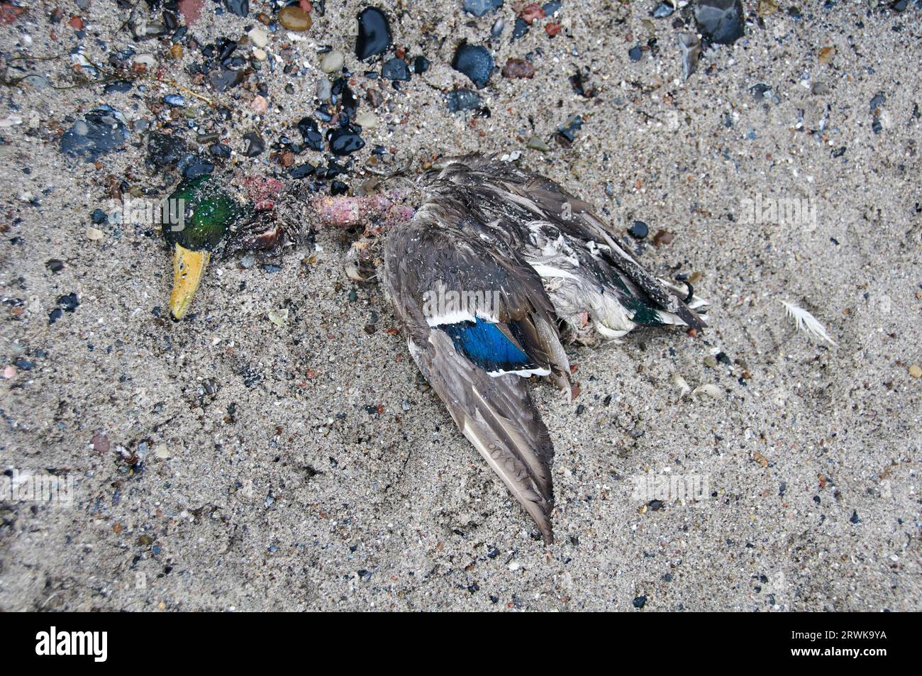 Anatra assassinata dall'influenza aviaria Foto Stock