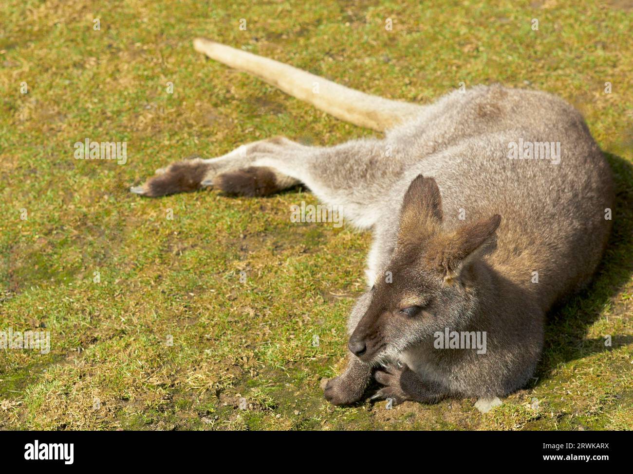 I canguri sono una famiglia dell'ordine marsupiale. Sono tra i marsupiali più noti e rappresentanti tipici della fauna australiana, ma un Foto Stock