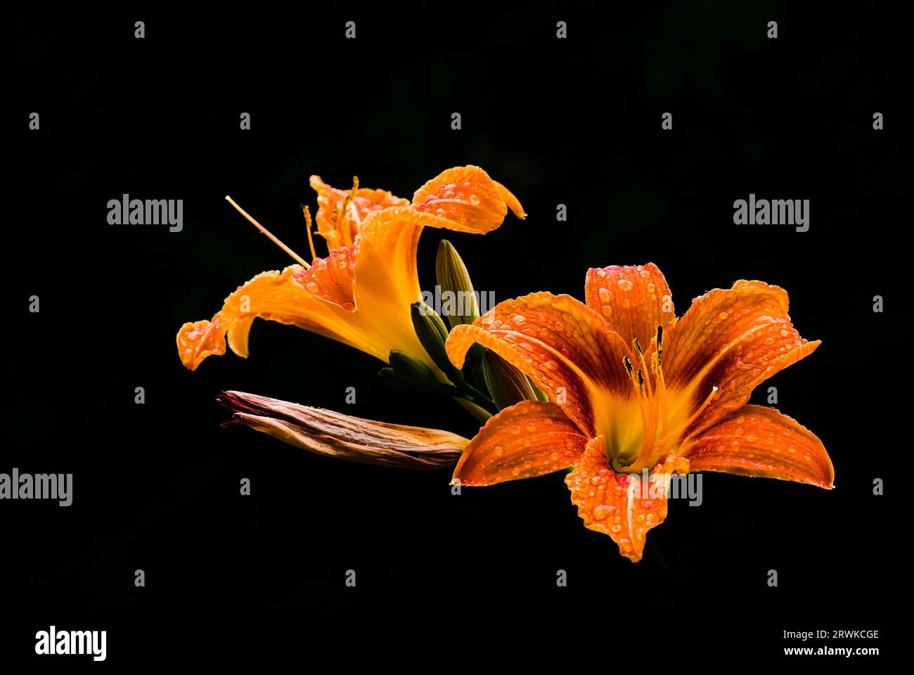 Isolato su nero Foto Stock