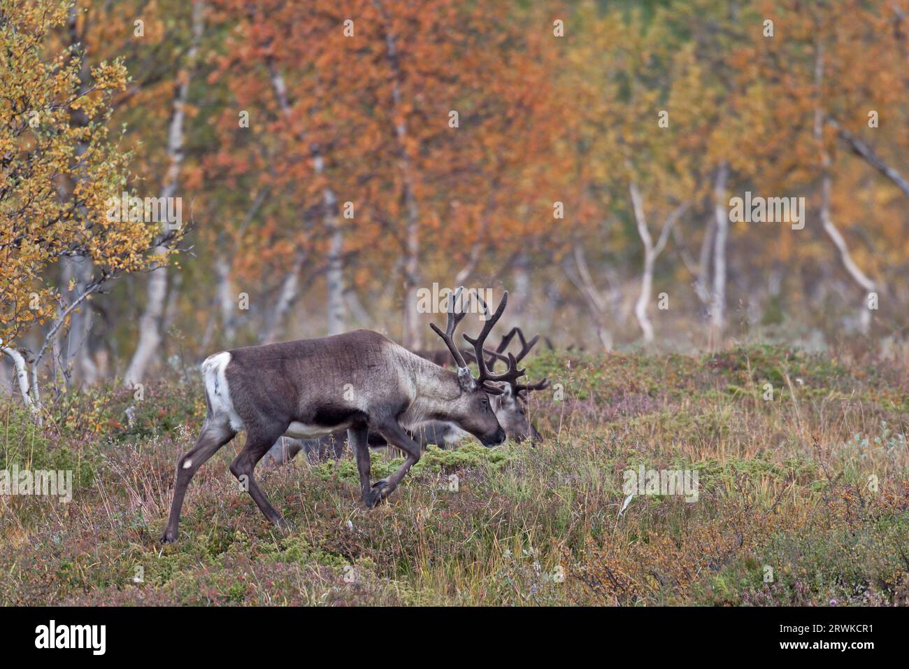 Le renne sono ottime corridori e quindi di solito solo animali indeboliti e giovani sono preda dei predatori (foto renne femminili) (eurasiatica Foto Stock