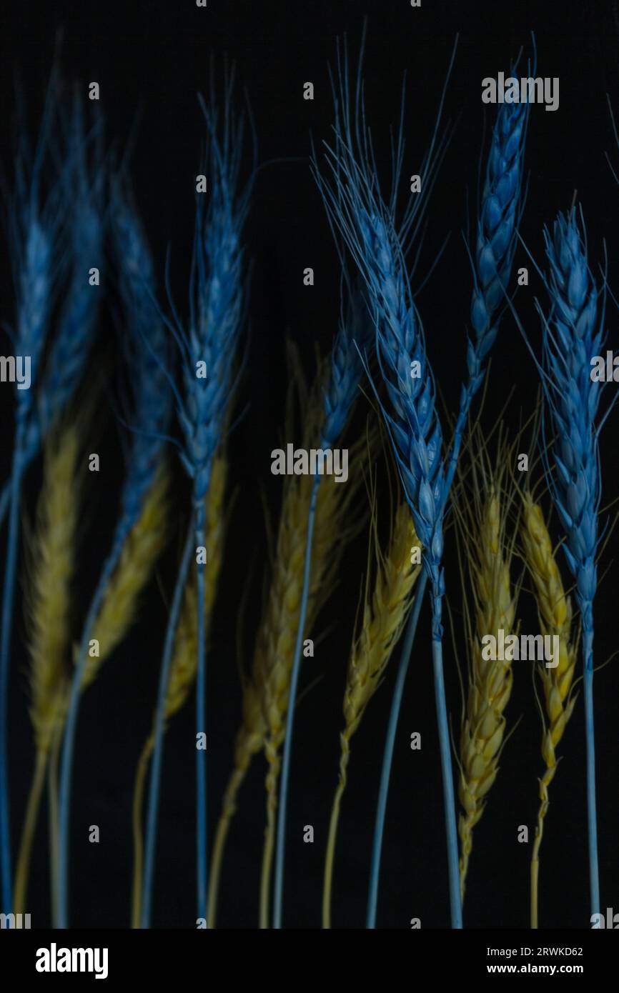 Orecchie di frumento blu e giallo su sfondo nero. Piante essiccate nei colori ucraini. Elegante arredamento ecologico. Bouquet di cereali all'interno. Foto Stock