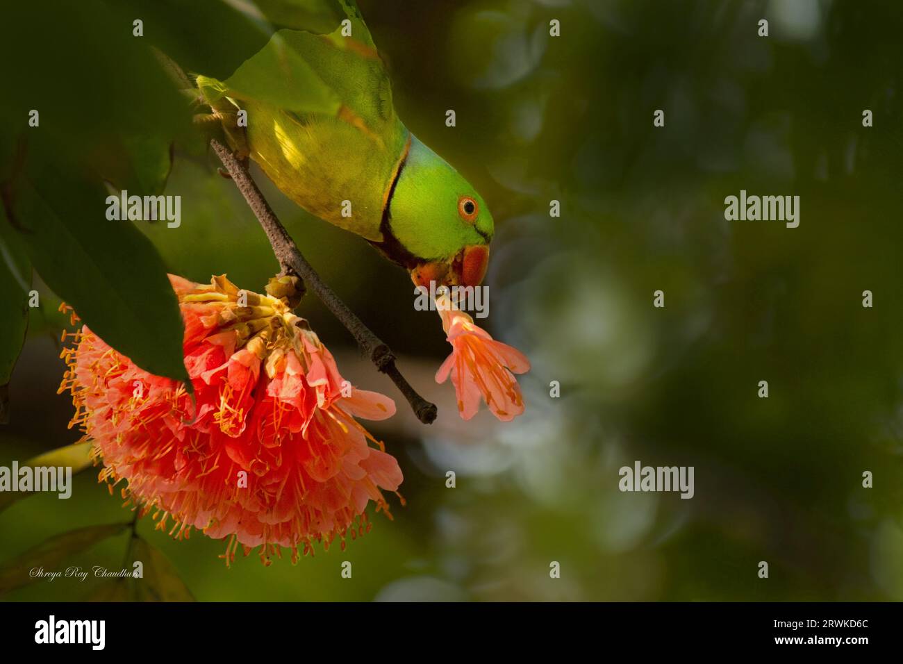 Parakeet con un fiore di Brownia Foto Stock