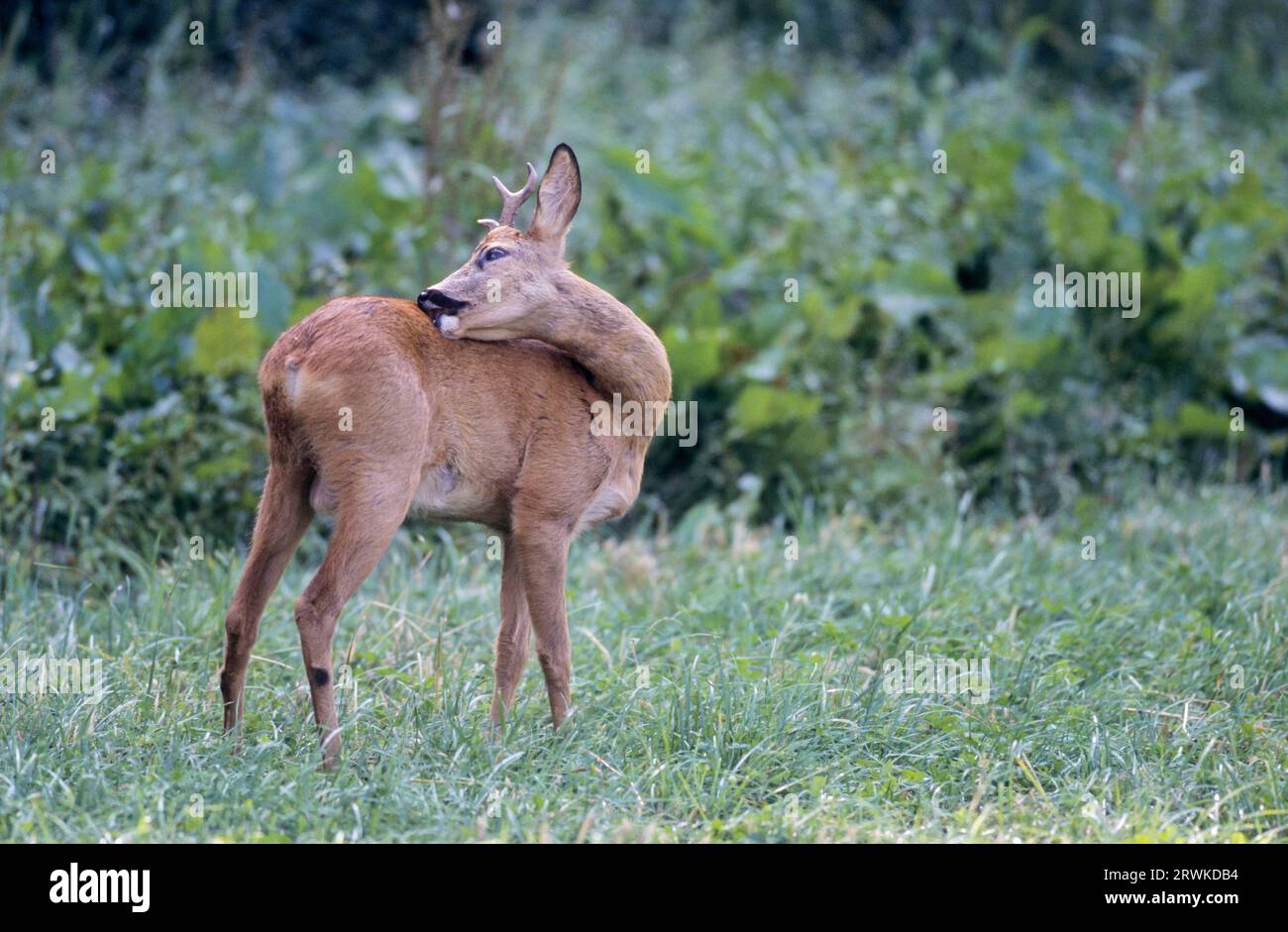 Roe Deer Buck, annoiamento con grooming anormale delle corna (European Roe Deer) (Roe), Young Roe Deer Buck con grooming anormale delle corna (European Roe Foto Stock