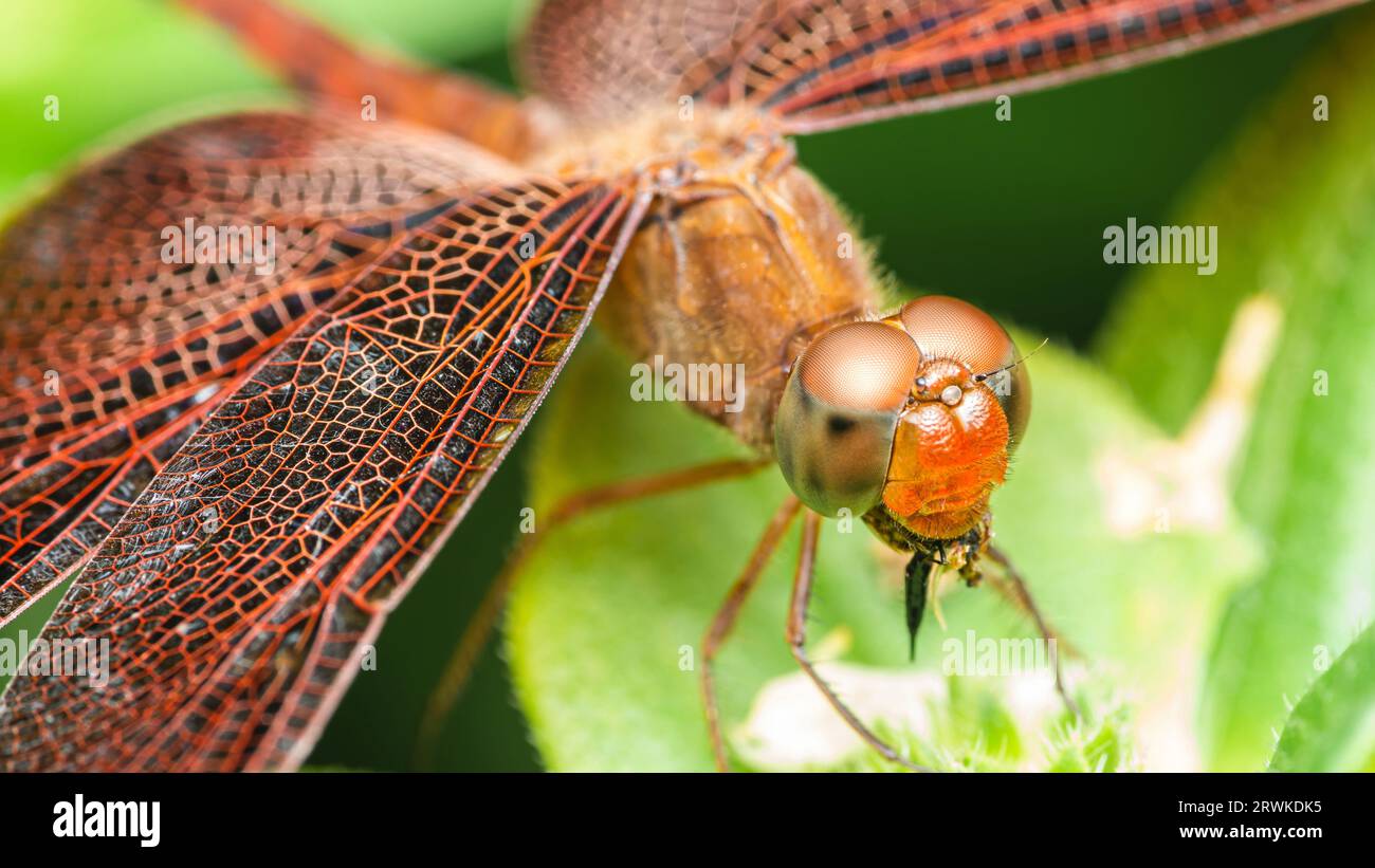 Una libellula arroccata su foglie verdi e sfondo naturale, fuoco selettivo, macro insetti, insetto colorato in Thailandia. Foto Stock