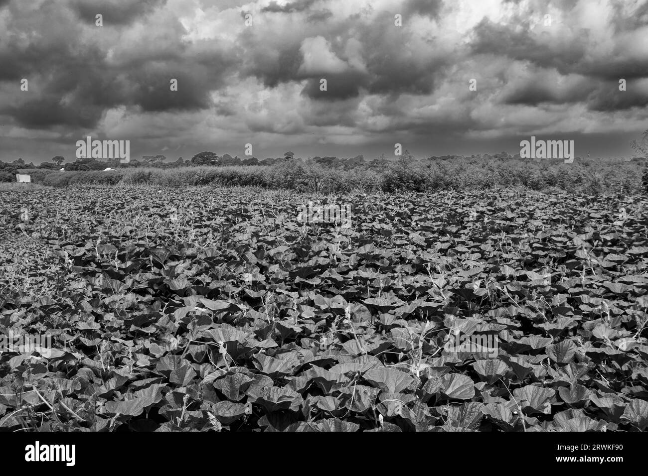 Foto del campo agricolo sotto il cielo nuvoloso di Ruhitpur, Bangladesh, foto scattata il 6 settembre 2022 Foto Stock