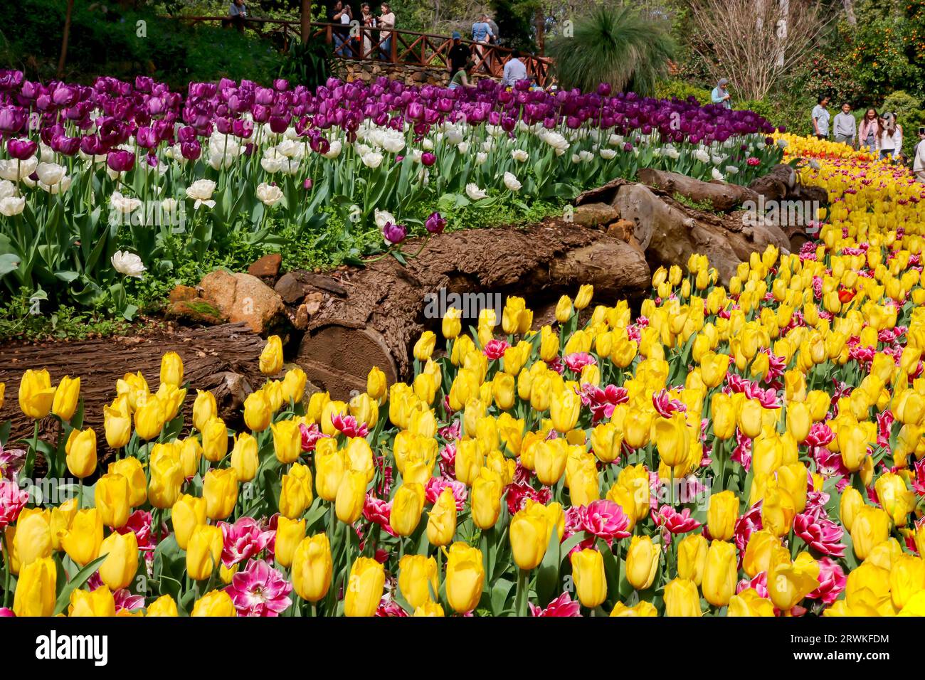 Stagione dei tulipani al parco botanico di Araluen Foto Stock