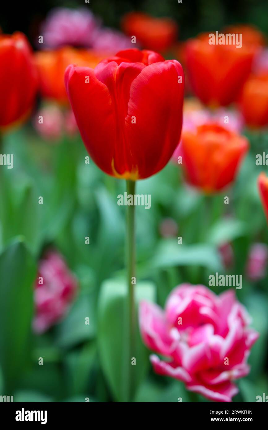 Tulip rosso brillante a fuoco al Parco Botanico di Araluen, Perth, Australia Occidentale Foto Stock