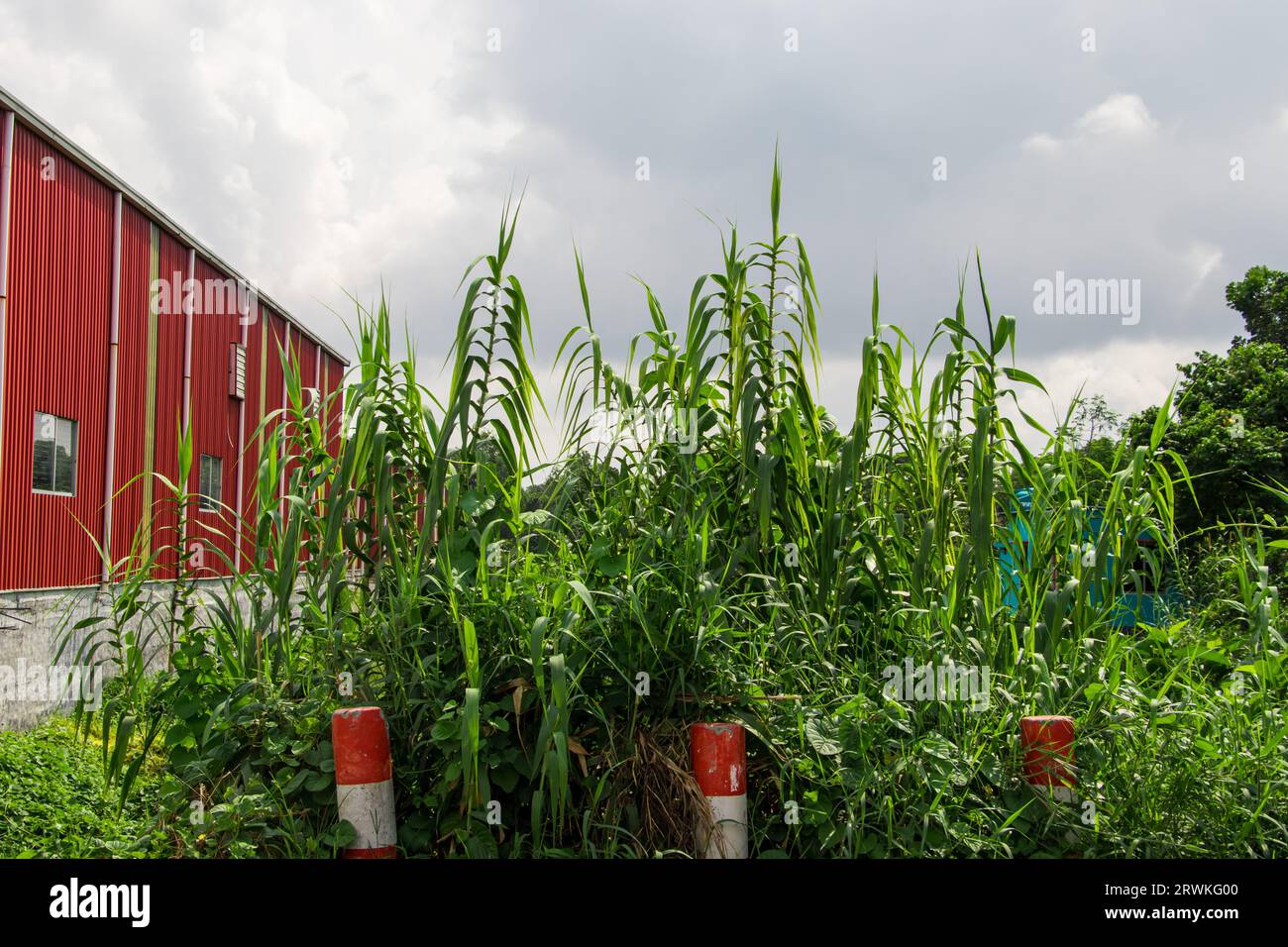 Foto del campo agricolo sotto il cielo nuvoloso di Ruhitpur, Bangladesh, foto scattata il 6 settembre 2022 Foto Stock