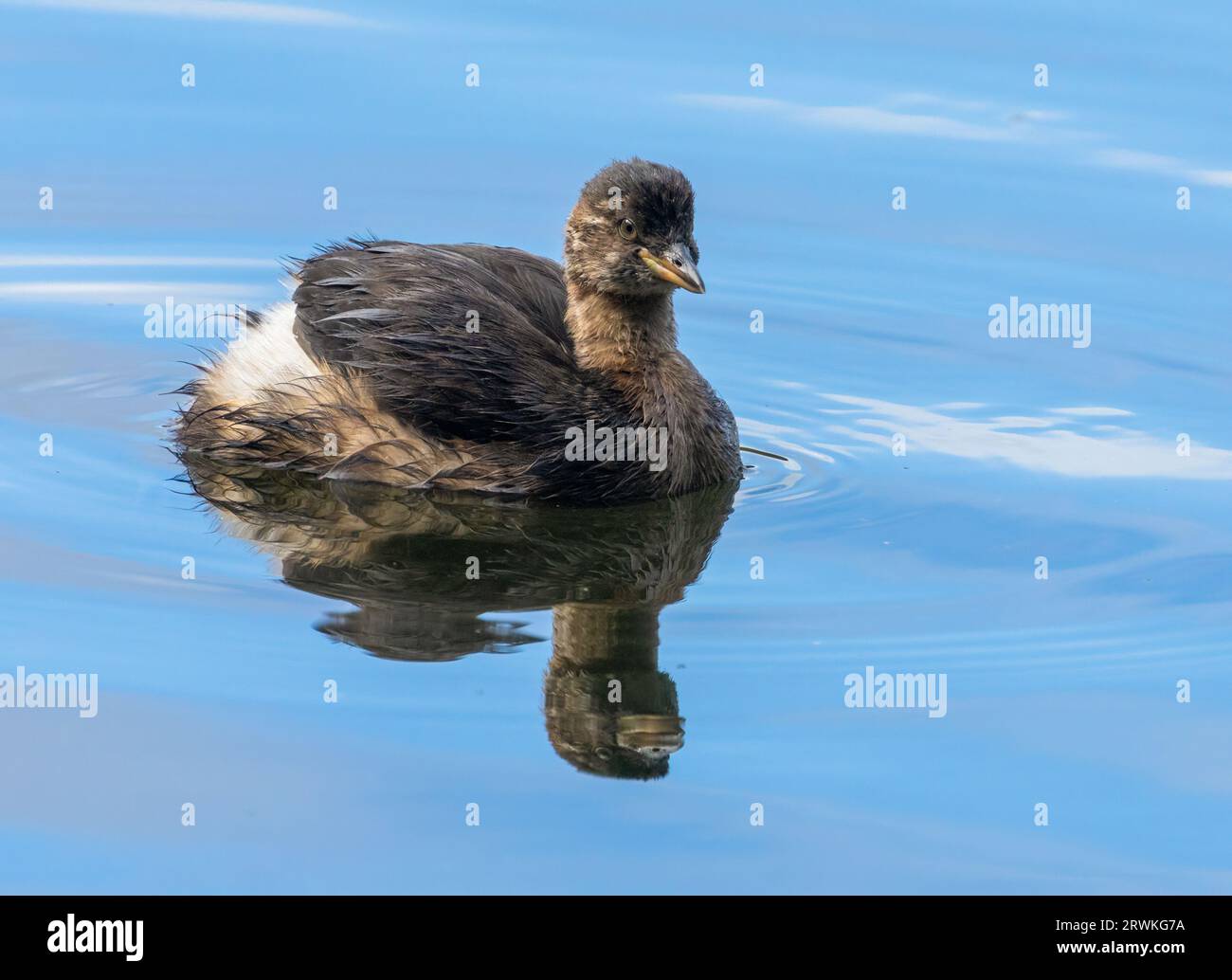 Piccolo grebe giovanile, chiamato anche dabchick, piccolo uccello che nuota nello stagno con riflessi d'acqua naturali Foto Stock