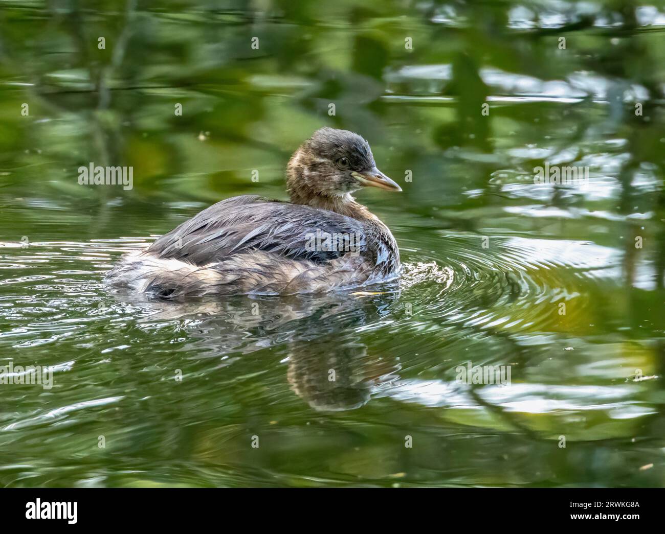 Piccolo grebe giovanile, chiamato anche dabchick, piccolo uccello che nuota nello stagno con riflessi d'acqua naturali Foto Stock