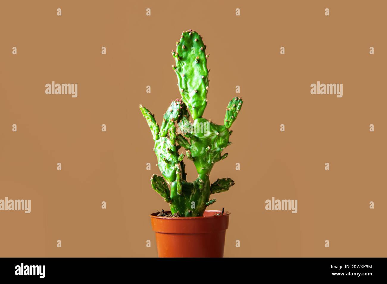 Cactus in un vaso. Copia spazio. Sfondo beige. Foto Stock
