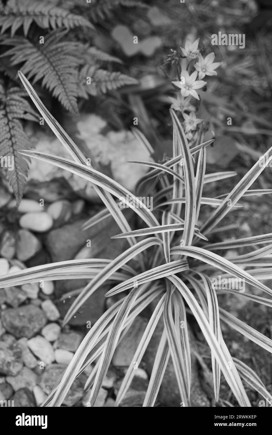 Ribbon Plant e Fern monocromatico Foto Stock